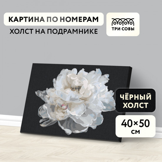 Картина по номерам «Белый цветок»