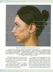 Косметологическая анатомия лица - Фото 4