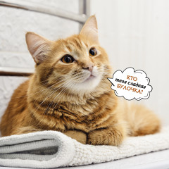 Календарь-органайзер на 2025 год «Котоворот событий» - Фото 12