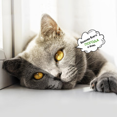 Календарь-органайзер на 2025 год «Котоворот событий» - Фото 14