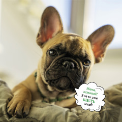 Календарь-органайзер на 2025 год «Лучшие друзья» - Фото 7