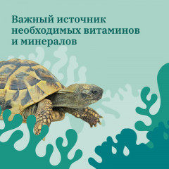Камень минеральный для водных черепах - Фото 5