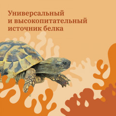 Корм сухой для водных черепах сухой «Креветка. Тушка» - Фото 5