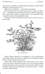 Ботаника. Учебник для 5-6 классов средней школы. 1957 год - Фото 7