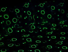 Комплект постельного белья «Смайлики» - Фото 3