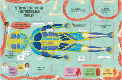 Большая книга с окошками. Тело человека - Фото 13