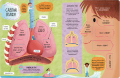 Большая книга с окошками. Тело человека - Фото 16