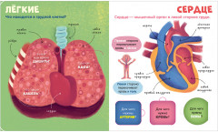 Тело человека - Фото 14