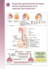 Наглядная пульмонология - Фото 5