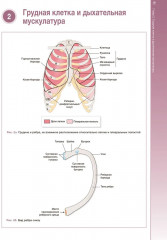 Наглядная пульмонология - Фото 8