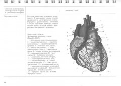 Эхокардиография в таблицах и схемах. Настольный справочник - Фото 8