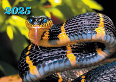 Календарь квартальный на 2025 год «Змея счастья» - Фото 1