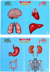 Игра настольная «Весёлая анатомия» - Фото 8