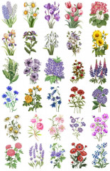 Раскраска «Botanic garden» - Фото 2