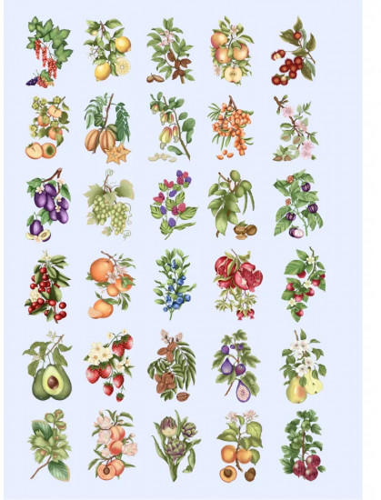 Раскраска «Fruits & Berries»