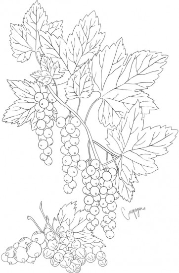 Раскраска «Fruits & Berries»