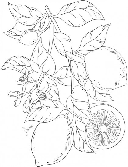 Раскраска «Fruits & Berries»