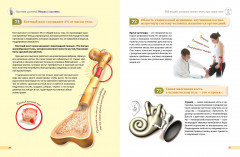 Человек! 365 вещей, которые нужно знать про наше тело - Фото 7