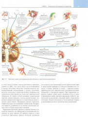 Неврология по Неттеру. Том 1 - Фото 7