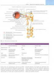 Неврология по Неттеру. Том 1 - Фото 11
