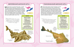 Акулы и скаты - Фото 1