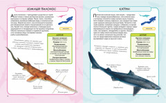 Акулы и скаты - Фото 2