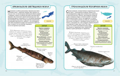 Акулы и скаты - Фото 3