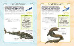 Акулы и скаты - Фото 4