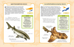 Акулы и скаты - Фото 5
