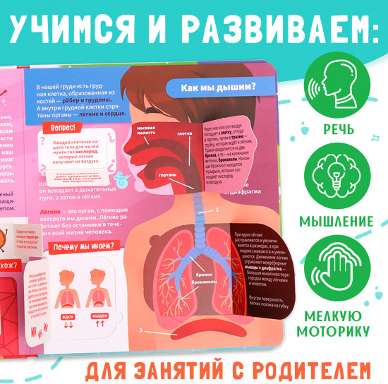 Как устроено моё тело?