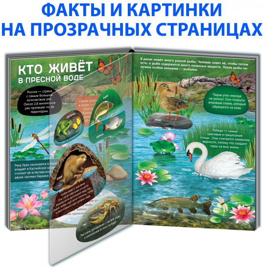 Жизнь на земле. Животные и где они обитают