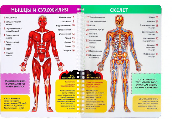 Моё тело