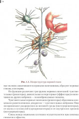 Нейрофизиология. Основы курса - Фото 10