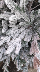 Новогодняя ель - Фото 2