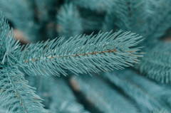 Новогодняя ель - Фото 5