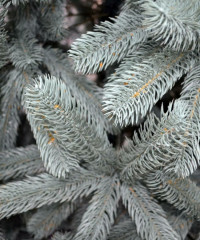 Новогодняя ель - Фото 1