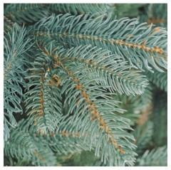 Новогодняя ель - Фото 2