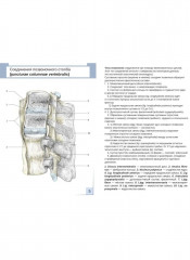 Артросиндесмология. 31 карточка - Фото 1