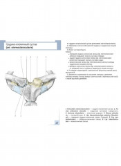 Артросиндесмология. 31 карточка - Фото 2
