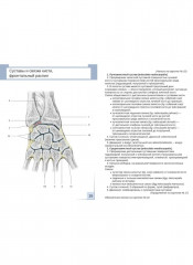 Артросиндесмология. 31 карточка - Фото 3