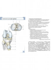 Артросиндесмология. 31 карточка - Фото 4