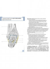 Артросиндесмология. 31 карточка - Фото 5