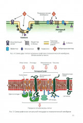 Физиология возбудимых мембран. Учебное пособие - Фото 7