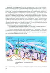 Физиология возбудимых мембран. Учебное пособие - Фото 10