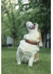 Игрушка для собак «Мяч» - Фото 1