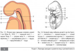 Клинические нормы. Стоматология - Фото 6