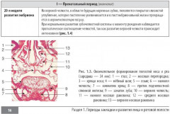 Клинические нормы. Стоматология - Фото 10