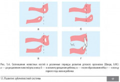 Клинические нормы. Стоматология - Фото 11