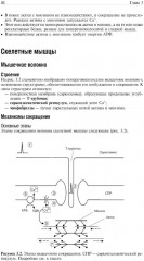 Основы медицинской физиологии - Фото 5