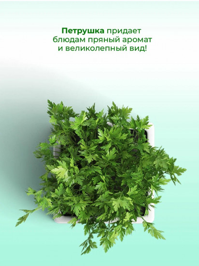 Зелень петрушки сушеная